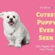 Cutest Puppy Ever Seen ? | Cute Animal Videos Compilation 2021 _#cutelia
