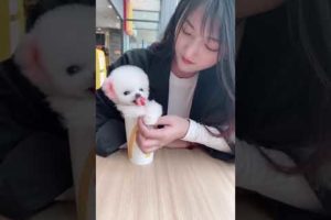Cutest Puppy in Glass Having lollipop ???