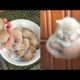 Cutest baby animals Videos Compilation Cute moment of the Animals - Cutest Animals #1