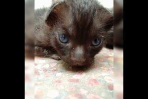 Cutest kitten in the world ?