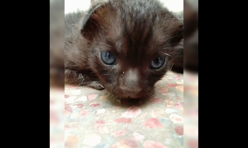 Cutest kitten in the world ?