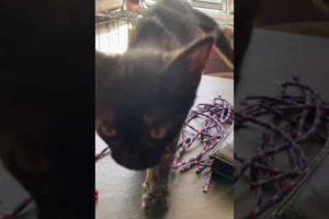 Cutest kitten playing... Samson is adorable #shorts