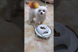 Cutest puppies 2021? Tik Tok Chó Phốc Sóc Mini#323