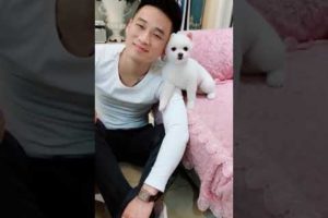 Cutest puppies 2021? Tik Tok Chó Phốc Sóc Mini#325