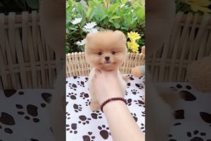 Cutest puppies? - #Short