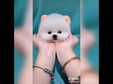 Cutest puppy ever in tiktok #india #cutest #puppy #dog #tiktok #reels #cutestever #tinyone #lovely