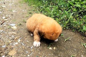 Cutest puppy snoozes anytime, anywhere