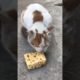 Daily Compilation  For Rescue Homeless Dogs and Cats, By Animals Hobbi 106