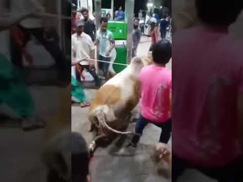 Dangerous cow injured rescue real cow videos Injured cow videos animal rescue