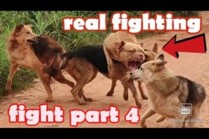 Deathly fighting crazy dogs battle again part 4 dog vs dogs. real fight broke out again between them