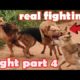 Deathly fighting crazy dogs battle again part 4 dog vs dogs. real fight broke out again between them