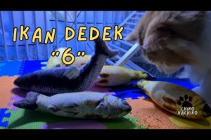 Dedek Mainan Banyak Ikan. hachiko - funny - animals - funny videos - try not to laugh
