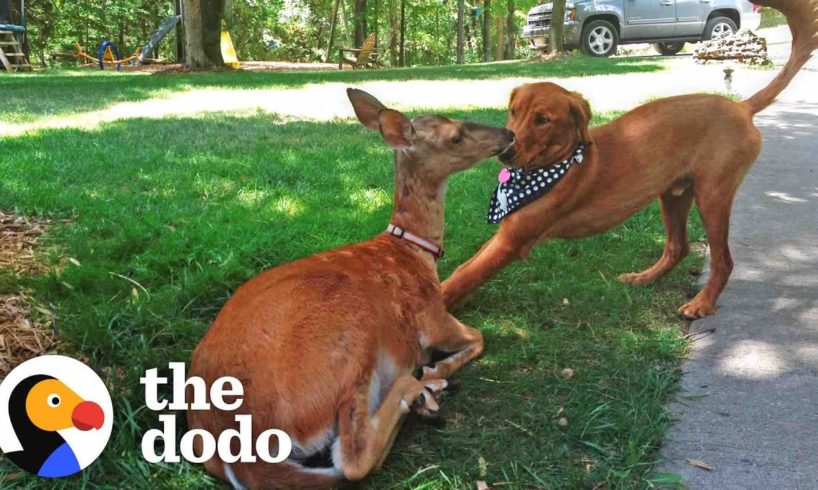 Deer Brings Her Babies To Meet Her Dog Best Friend Every Spring! | The Dodo Odd Couples