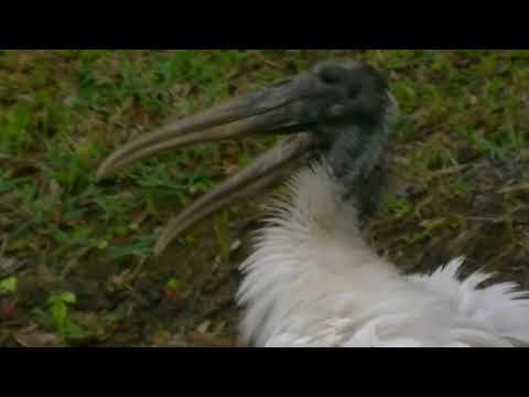Discovery Wild Animal Fights.#Animals_Fight.Natural Animals video Amqi jaber.Cute birds.4k Wildlife