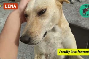 Do you live in Finland and want to adopt an amazing dog? Adopt Lena! - Takis Shelter