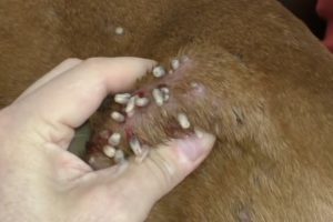Dog Mangoworms Removal Compilation - Botfly removal  #106