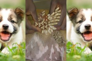 Dog Mangoworms Removal Compilation - Botfly removal  #109