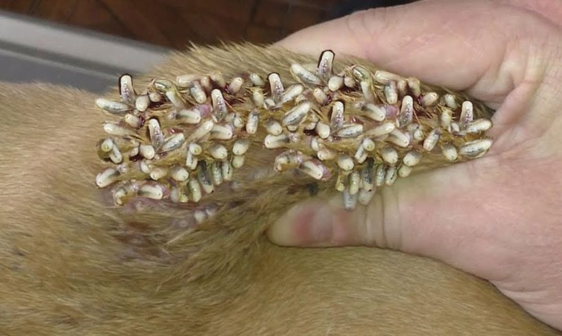 Dog Mangoworms Removal Compilation - Botfly removal  #110