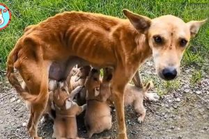 Dog Rescued From Dog Meat Farm Gives Birth to Nine Puppies | Heartbreaking Animal Rescues