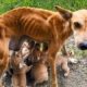 Dog Rescued From Dog Meat Farm Gives Birth to Nine Puppies | Heartbreaking Animal Rescues