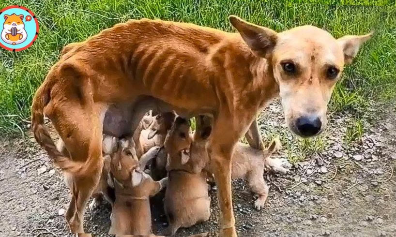 Dog Rescued From Dog Meat Farm Gives Birth to Nine Puppies | Heartbreaking Animal Rescues