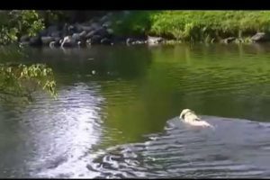 Dog rescues ball from raging river (video)