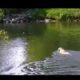Dog rescues ball from raging river (video)