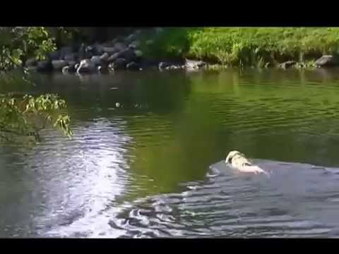 Dog rescues ball from raging river (video)