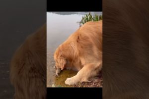 Dog rescues fish ?? Amazing funny video #shorts