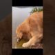 Dog rescues fish ?? Amazing funny video #shorts
