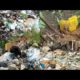 Dog rescues in landfills are heartwarming ... rescue animals