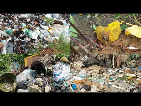 Dog rescues in landfills are heartwarming ... rescue animals