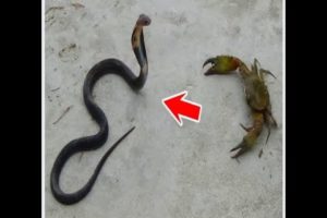 Dog rescues snake from crab ! Wild Man