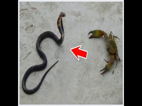 Dog rescues snake from crab ! Wild Man