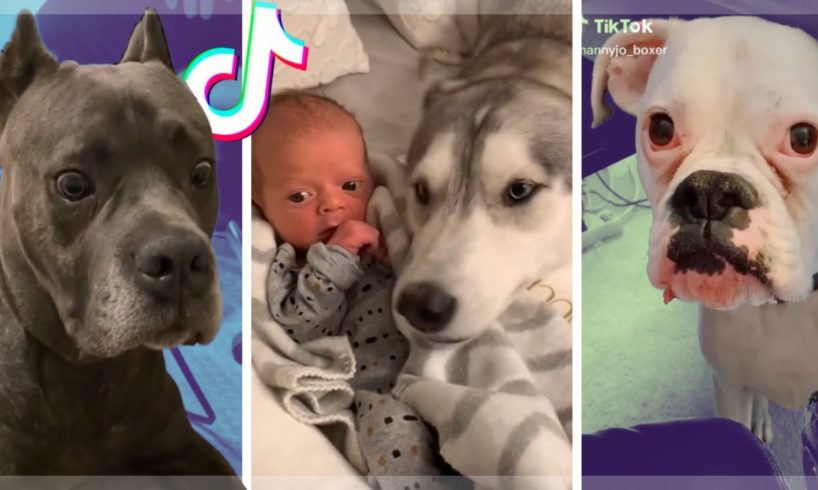 Dogs... being DOGS! Goodest Doggos of TikTok ~ Cutest Puppies TIK TOK
