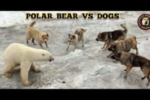 Dogs vs Polar Bear Real Fights (2021)