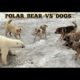 Dogs vs Polar Bear Real Fights (2021)