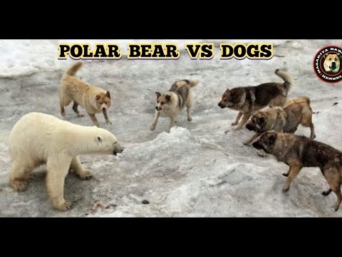 Dogs vs Polar Bear Real Fights (2021)