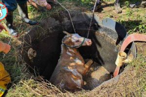 Dramatic Rescue Horse Trapped in Septic Tank | Heartbreaking Animal Rescues