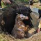 Dramatic Rescue Horse Trapped in Septic Tank | Heartbreaking Animal Rescues