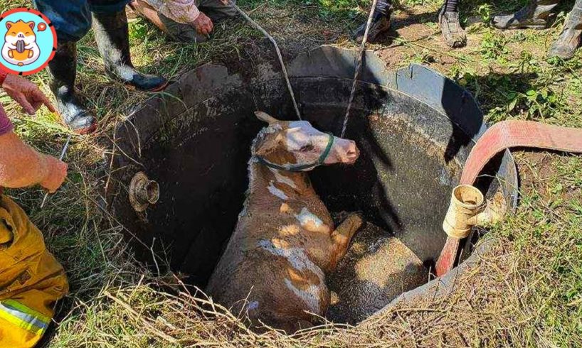 Dramatic Rescue Horse Trapped in Septic Tank | Heartbreaking Animal Rescues