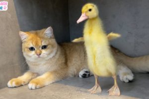 Duckling has fun play with Ody cat and Amee dog