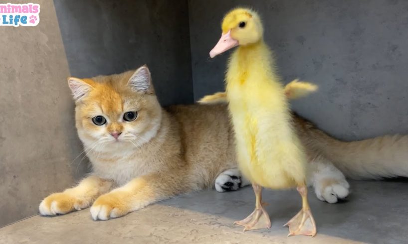 Duckling has fun play with Ody cat and Amee dog