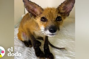 El bebé zorro no pudo abrir los ojos hasta que se dio un baño de burbujas | El Dodo