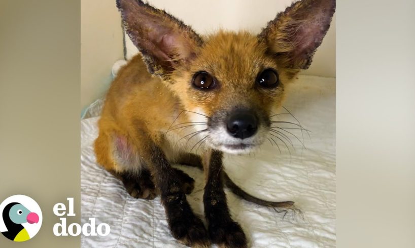 El bebé zorro no pudo abrir los ojos hasta que se dio un baño de burbujas | El Dodo