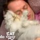 El gato más esponjoso no puede alejarse de su papá I Cat Crazy | El Dodo
