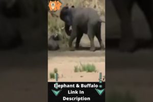 Elephant Rescues Buffalo From Lion - Elephant Vs Lion #shorts