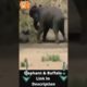 Elephant Rescues Buffalo From Lion - Elephant Vs Lion #shorts