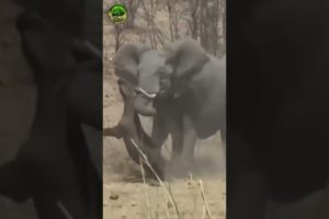 Elephant vs Buffalo Fight #shorts #animal #fight