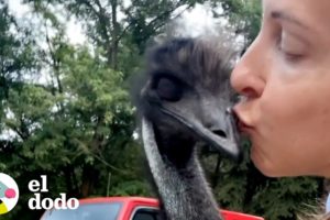 Emú es muy travieso, pero mamá lo ama de todos modos | El Dodo